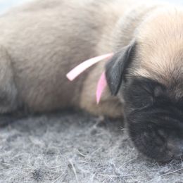 Mastiff Puppies from Fire Creek Mastiffs