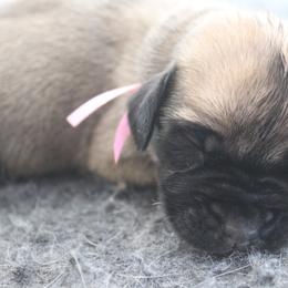 Mastiff Puppies from Fire Creek Mastiffs