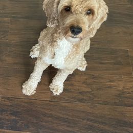 Trixie - Apricot female Labradoodle puppy in Snowflake, Arizona from Az Mountain Doodles