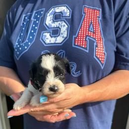 Moana - Red Girl - Parti female Miniature Schnauzer puppy in Oneonta, Alabama from Murphree Valley Kennels