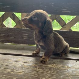 Dachshund Puppies from L & A Dachshunds