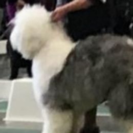 BOLO - Old English Sheepdog