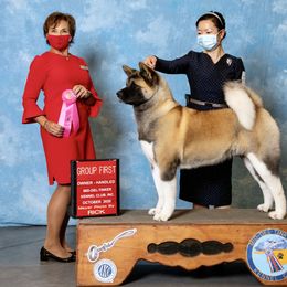 Akita All Grown Up from Aces-Up Akitas