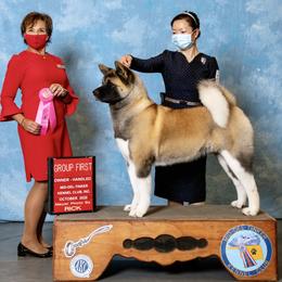 Akita All Grown Up from Aces-Up Akitas