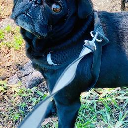 Pugs from E's Pugs