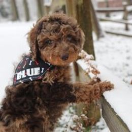 Aussiedoodle Puppies from Old Mills Aussiedoodles