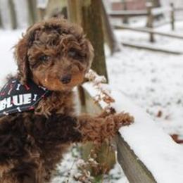 Aussiedoodle Puppies from Old Mills Aussiedoodles