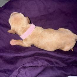 CKC English cream girl 1 (buyer will name) - Cream female Dachshund puppy in Canyon Lake, Texas from M&Ms Dachshunds of Central Texas