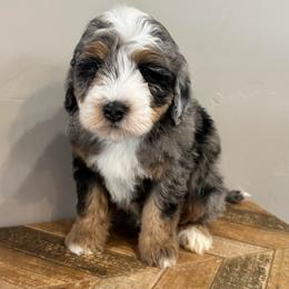 Maverick - Blue merle male Bernedoodle puppy in Horseshoe Bend, Idaho from Over the Moon Poodles and Doodles