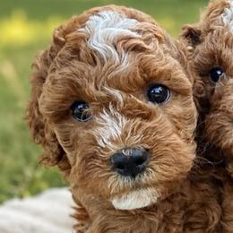 Callum - Red male Cavapoo puppy in Council Bluffs, Iowa from The Doodle Den