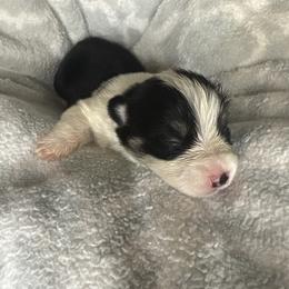 Kiara - Black and tan female Pembroke Welsh Corgi puppy in Washington from KB Corgis