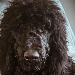Poodles from Altamaha Mud Poodles LLC.