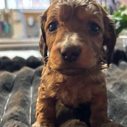 Dachshund Puppies from MI Dachshunds