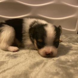 Pomeranian Puppies from Snow peak poms