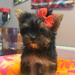 Yawnley - Black and gold female Yorkipoo puppy in Florence, Kentucky from 4paws4ever by Design