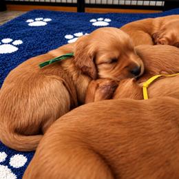 Female 6 - Dark golden female Golden Retriever puppy in Rainier, Washington from Hanson’s NW Goldens & Doodles
