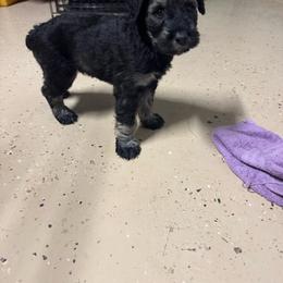 Male 2 - Pepper and salt male Giant Schnauzer puppy in Pearland, Texas from K & S Schnauzers