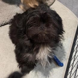 Biscuit - Black and white male Shih Tzu puppy in Hull, Georgia from Precious to the world Shih Tzu’s
