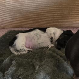 Dachshund Puppies from Kandice Dudley