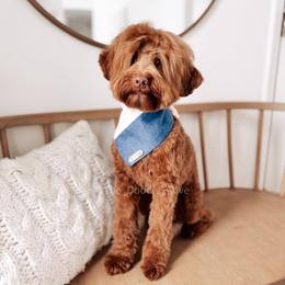 Shipley - Goldendoodle