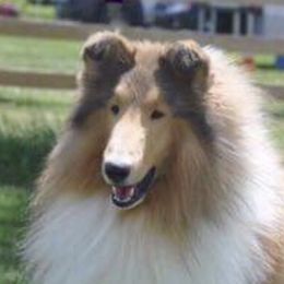 Tom - Collie
