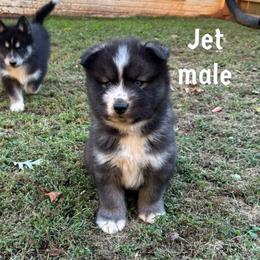 Jet - Black and white male Siberian Husky puppy in Elkin, North Carolina from Blue Ridge Shadow Huskies