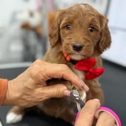 Yola -Red collar female - Red  female Goldendoodle puppy in Yuciapa, California from AlltheDoodlez_