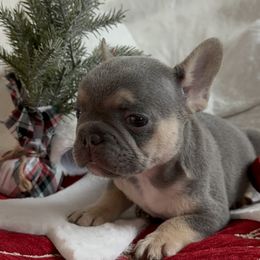 Mr. Handsome - Tricolors French Bulldog puppy in San Francisco, California from Bossalini French Bulldogs