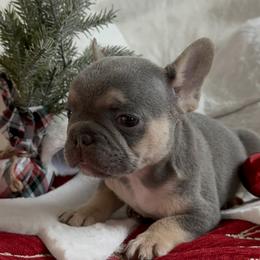 Mr. Handsome - Tricolors French Bulldog puppy in San Francisco, California from Bossalini French Bulldogs