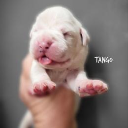 Tango - White male Boxer puppy in Spring Hill, Florida from Hart's Grand Boxers