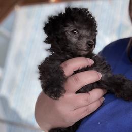 Clover - Silver female Poodle puppy in Marsing, Idaho from Araceli Toy Poodles
