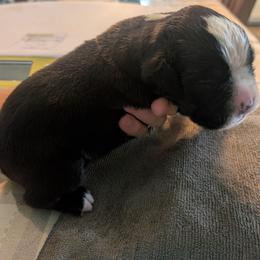 Bokki(Tyra) - Fawn female Boxer puppy in New Holland, Pennsylvania from Shady Rill puppies