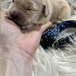 Yellow - Shamrock - Cream male Goldendoodle puppy in Orange City, Florida from Rainbow Doodle