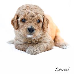 Everest - Red  male Goldendoodle puppy in Boise, Idaho from Goldendoodle Baby