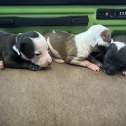 Cloie - Black female Italian Greyhound puppy in Huntsville, Ohio from WAHLTOWAHLIGGYS