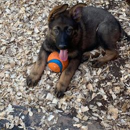 German Shepherd Puppies from Buchanan’s Shepherds