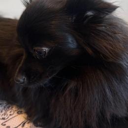 Lumi - Pomeranian