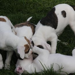 American Bulldog Puppies from Ferocia Kennels