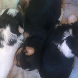 Shih Tzus, Shorkies, and Yorkshire Terriers from Yorkies of Distinction