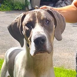 Lingoe - Great Dane