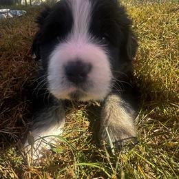 Australian Shepherd Puppies from Hamilton Farms