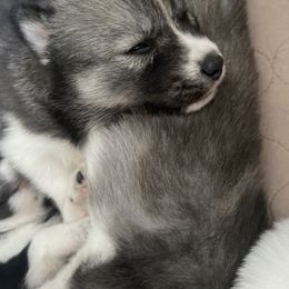 Siberian Husky Puppies from OAZS Pups