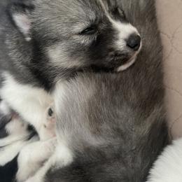 Siberian Husky Puppies from OAZS Pups