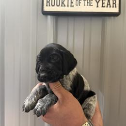Mays Lime Green collar - Black roan male German Shorthaired Pointer puppy in Six Mile, South Carolina from The Proper Pointer Co.