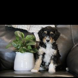 Bernedoodle and Cockapoo Puppies from Waggle Doodles