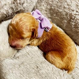 Amber - Gold female Shih Tzu puppy in Sebring, Florida from Amarilys ShihTzus & Poodles