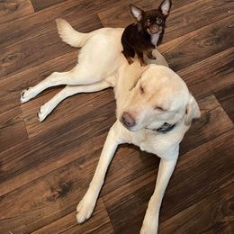 Chihuahua Puppies from Baxters Chihuahuas