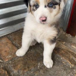Australian Shepherd Puppies from 2 Happy Aussies