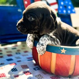 German Shorthaired Pointer Puppies from MaggieMae Andersen