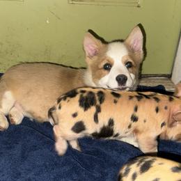 Zeke - Red male Pembroke Welsh Corgi puppy in Hartford, Arkansas from Chase Em All Corgis